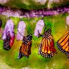 Monarch butterflies’ spectacular migration is at risk – an ambitious new plan aims to help save it